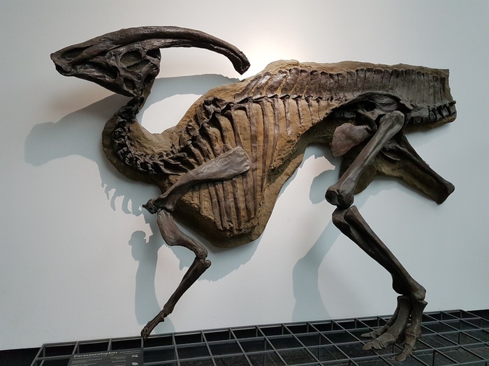 Senckenberg Natural History Museum ,Germany :Everything You Need To Know