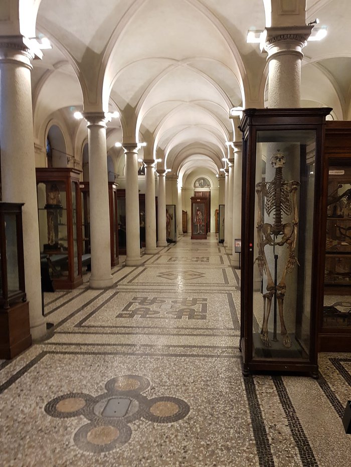 Museo di Anatomia umana Luigi Rolando