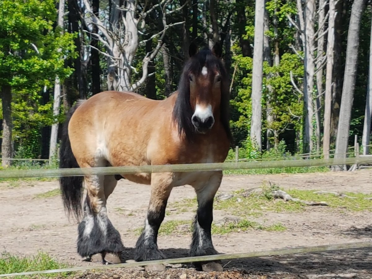 كينتا دا بينا