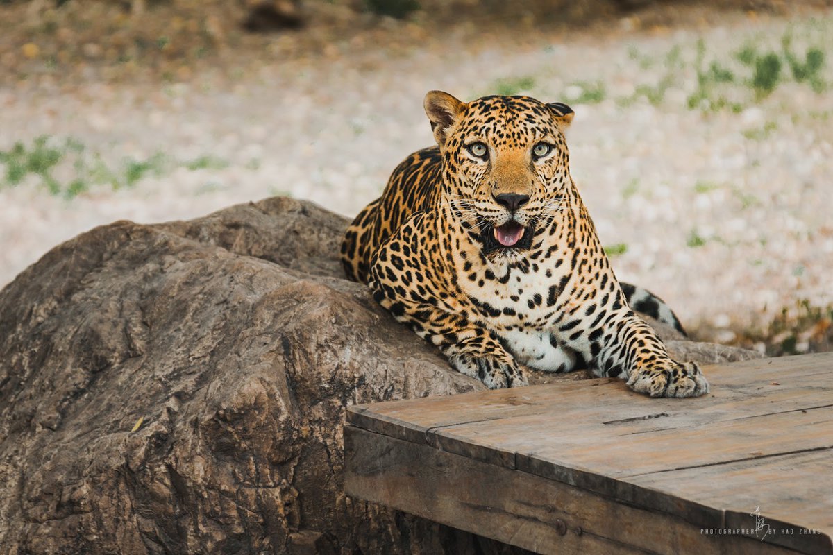 A picture of Safari Park