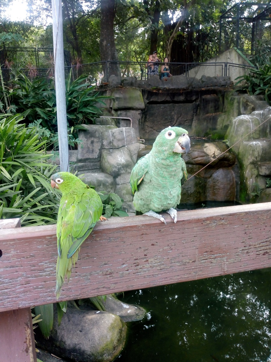 حديقة حيوانات ريو