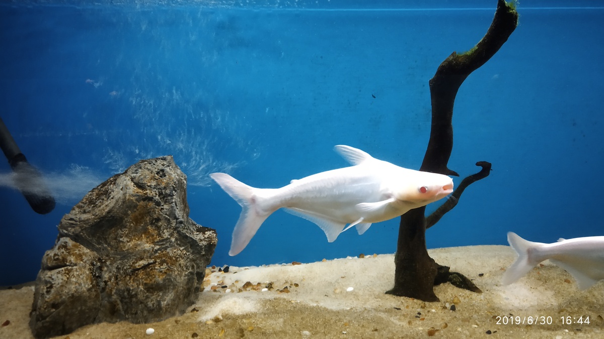 حديقة باراسينكي للأفاعي