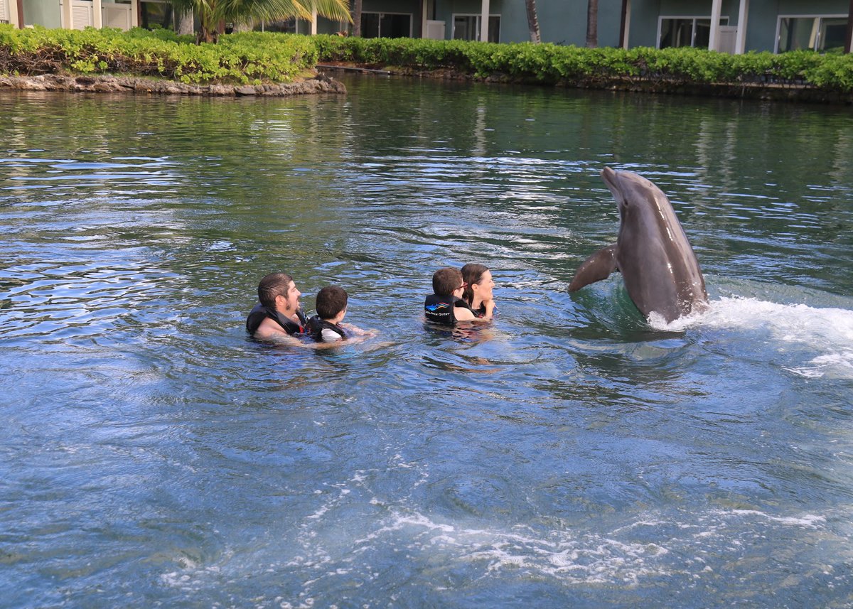 A picture of Dolphin Quest Oahu - Swim with Dolphins