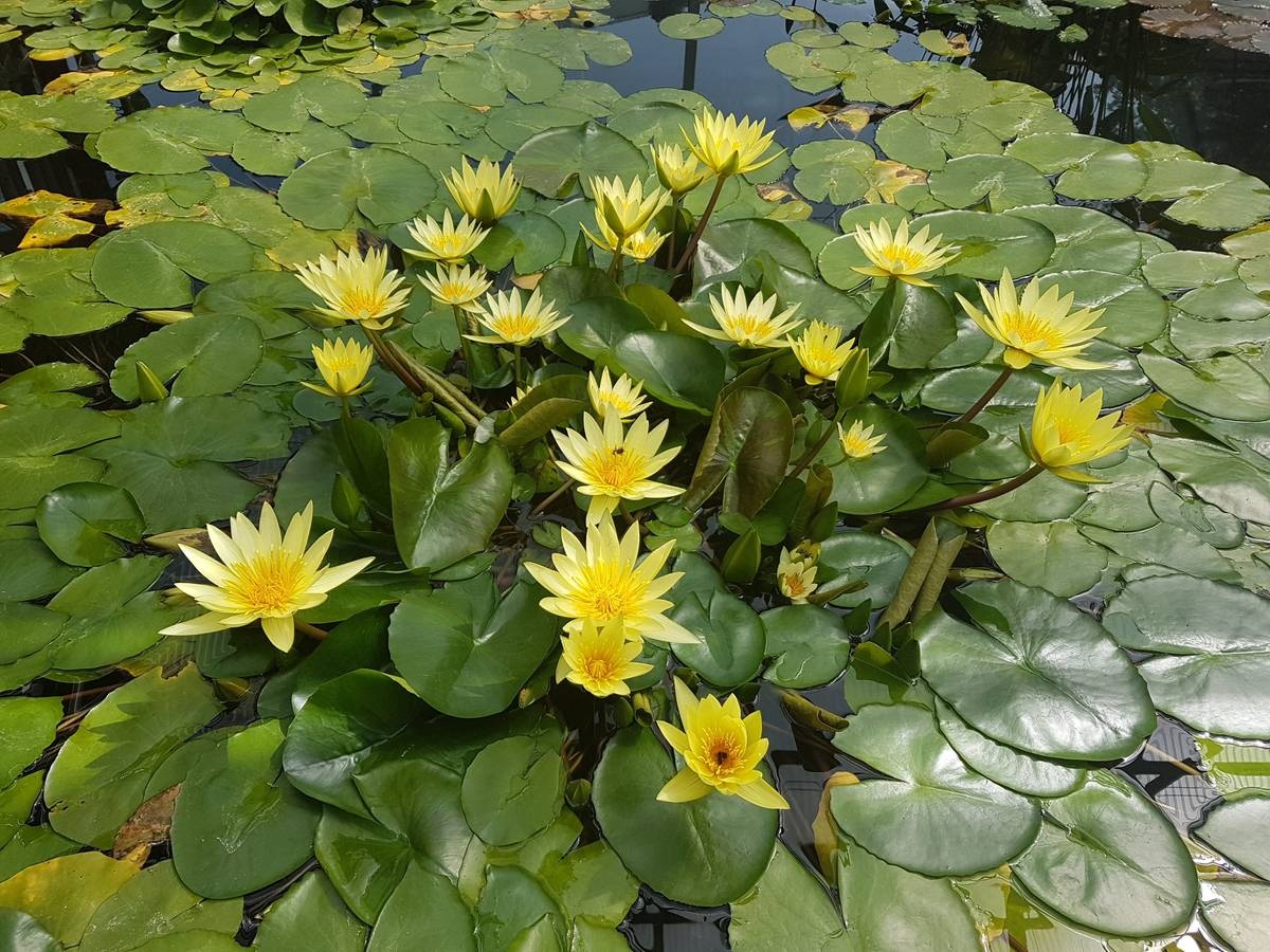 حديقة لينز النباتية