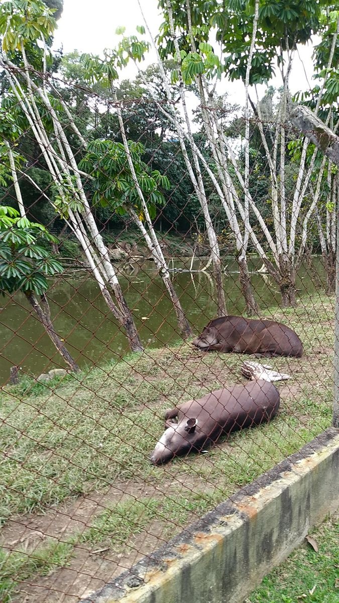 حديقة حيوانات جوارولوس