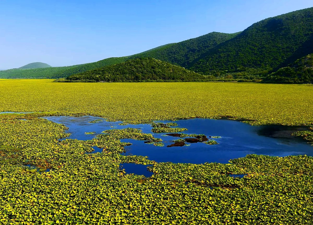 مستنقع كالوديكي