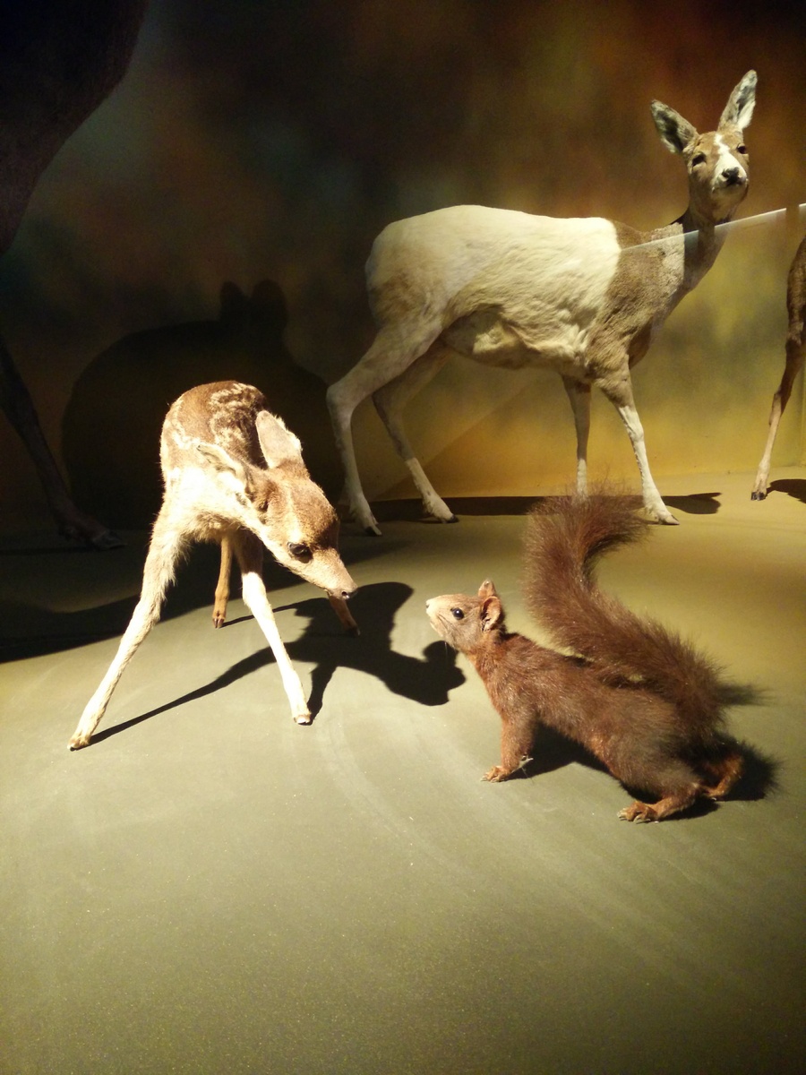 متحف التاريخ الطبيعي