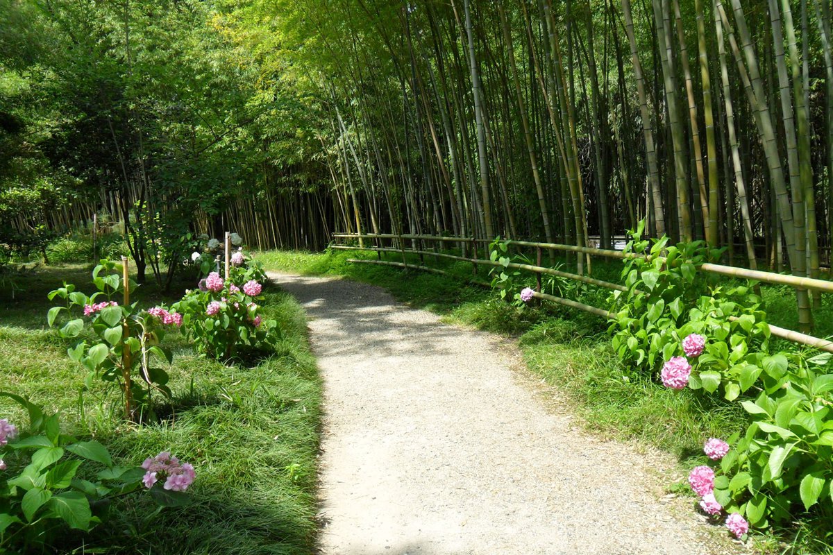 Sokhumi Botanical Garden A picture of Sokhumi Botanical Garden