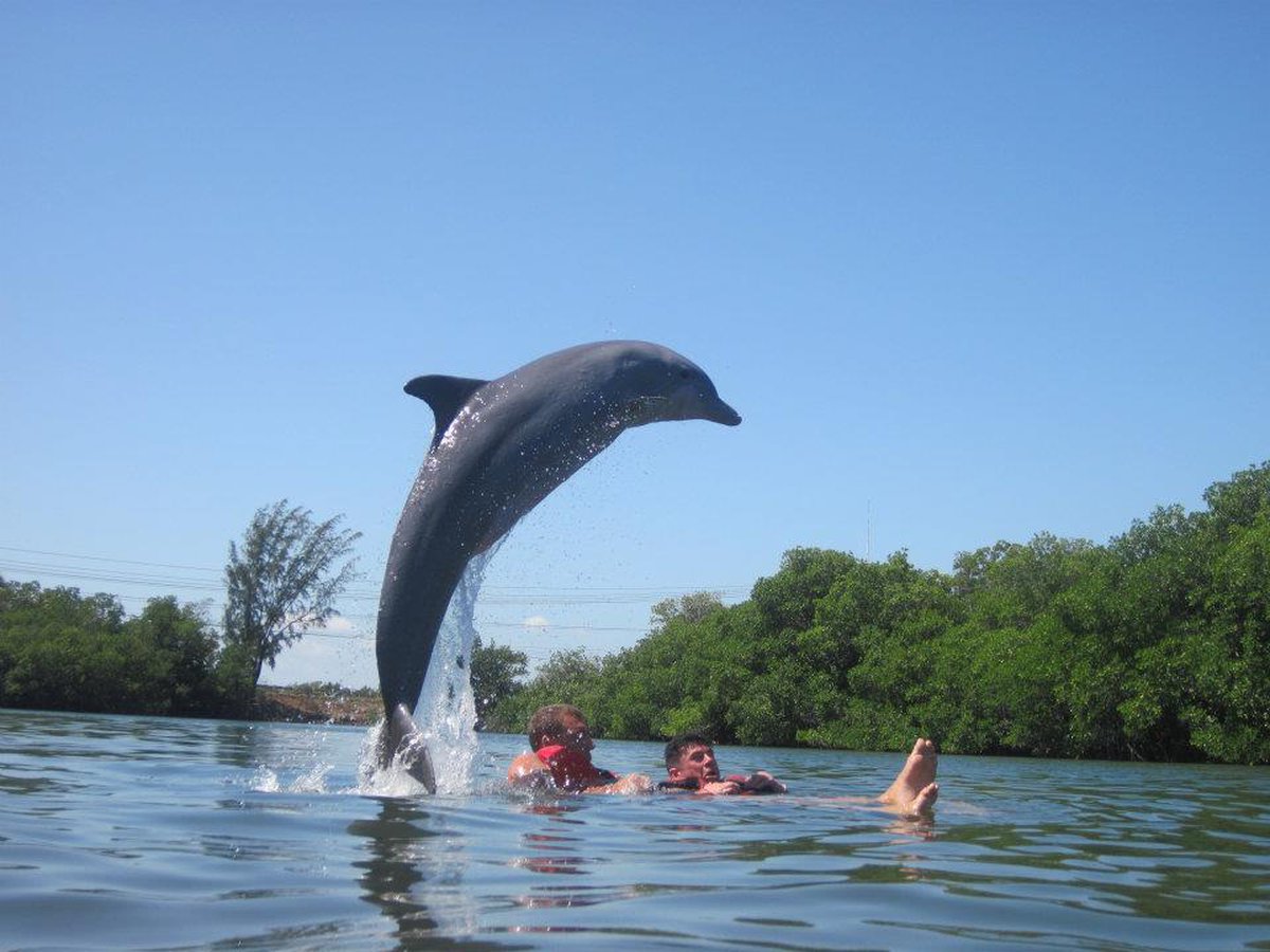 A picture of Varadero Dolphinarium