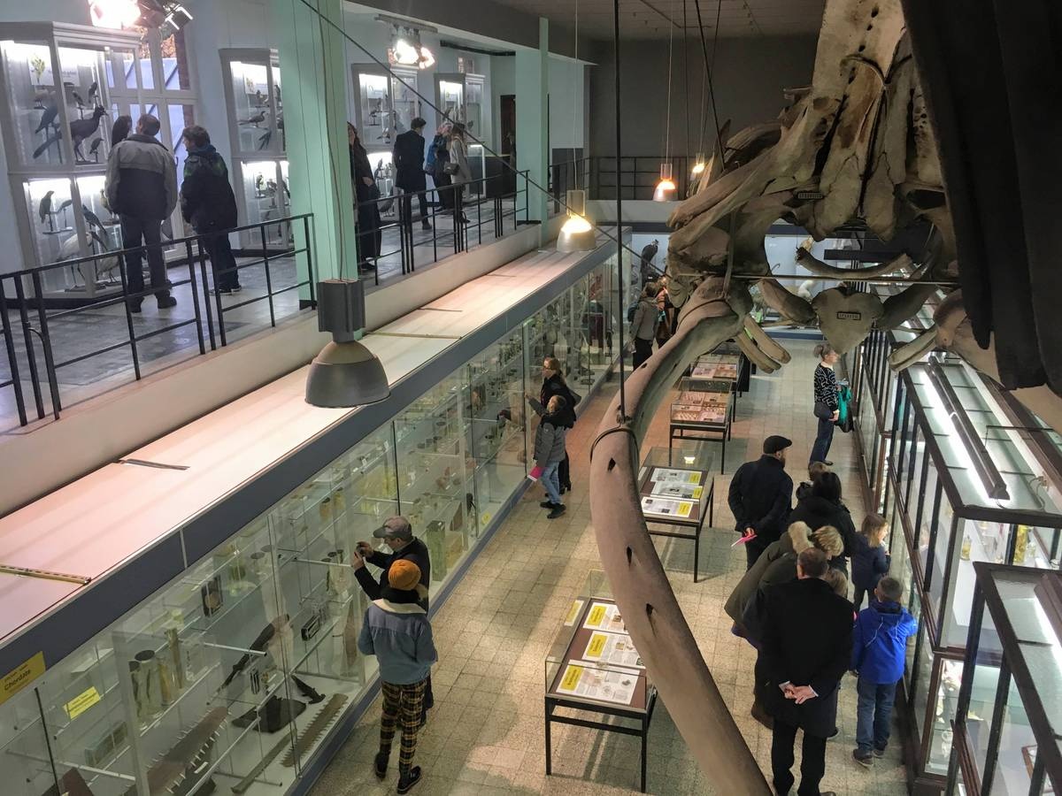 متحف علم الحيوان كو لوفان