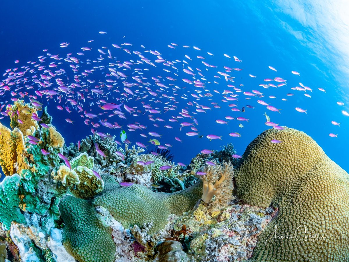 A picture of Tubbataha Reef