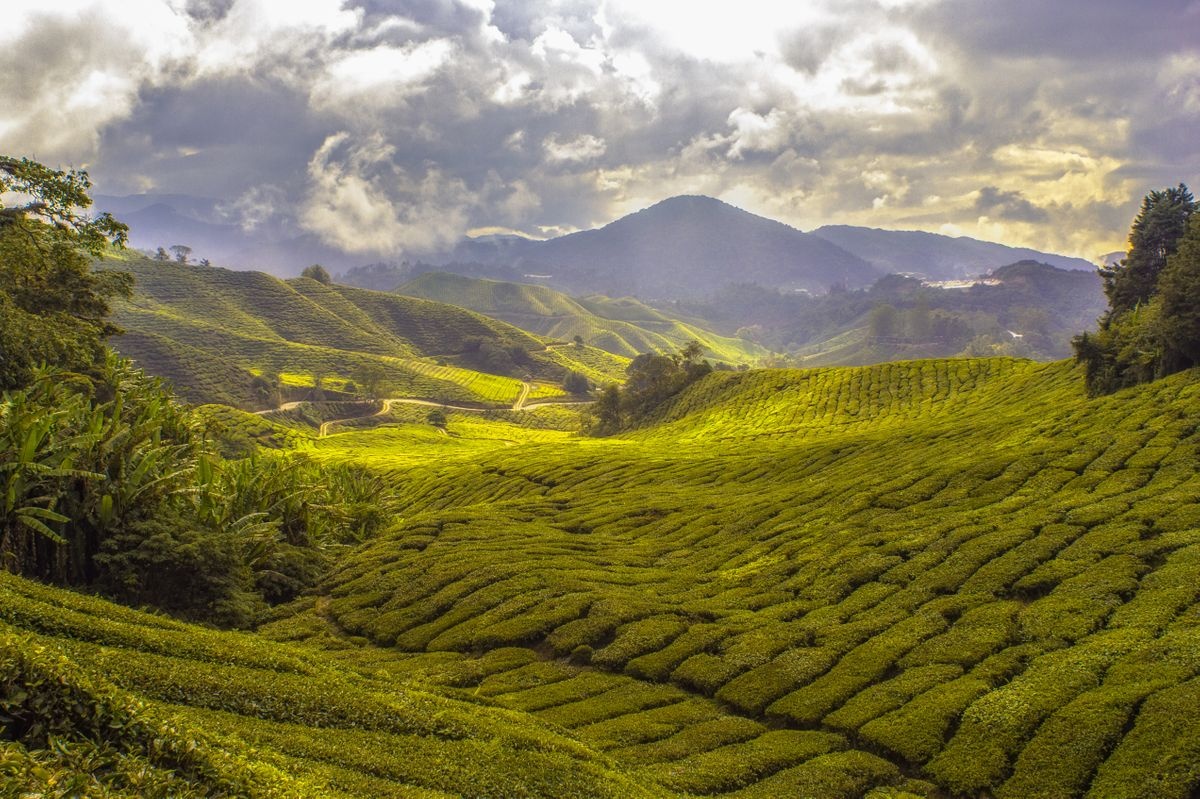 A picture of the Cameron highlands makes it easier for you to know the country