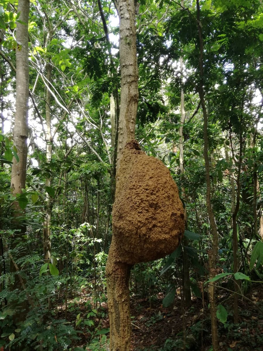 حديقة سلفادور النباتية