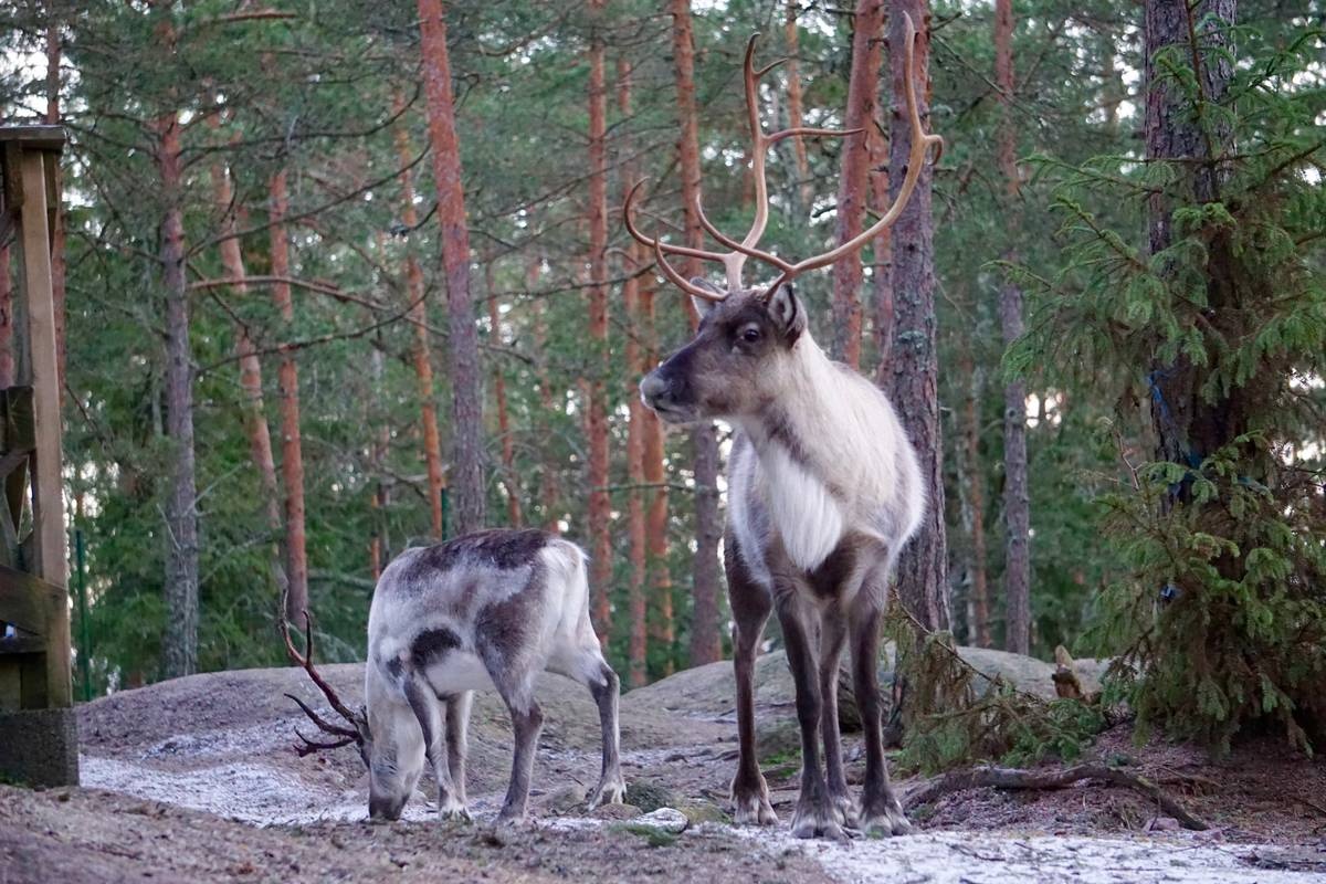 Nuuksio Reindeer Park A picture of Nuuksio Reindeer Park