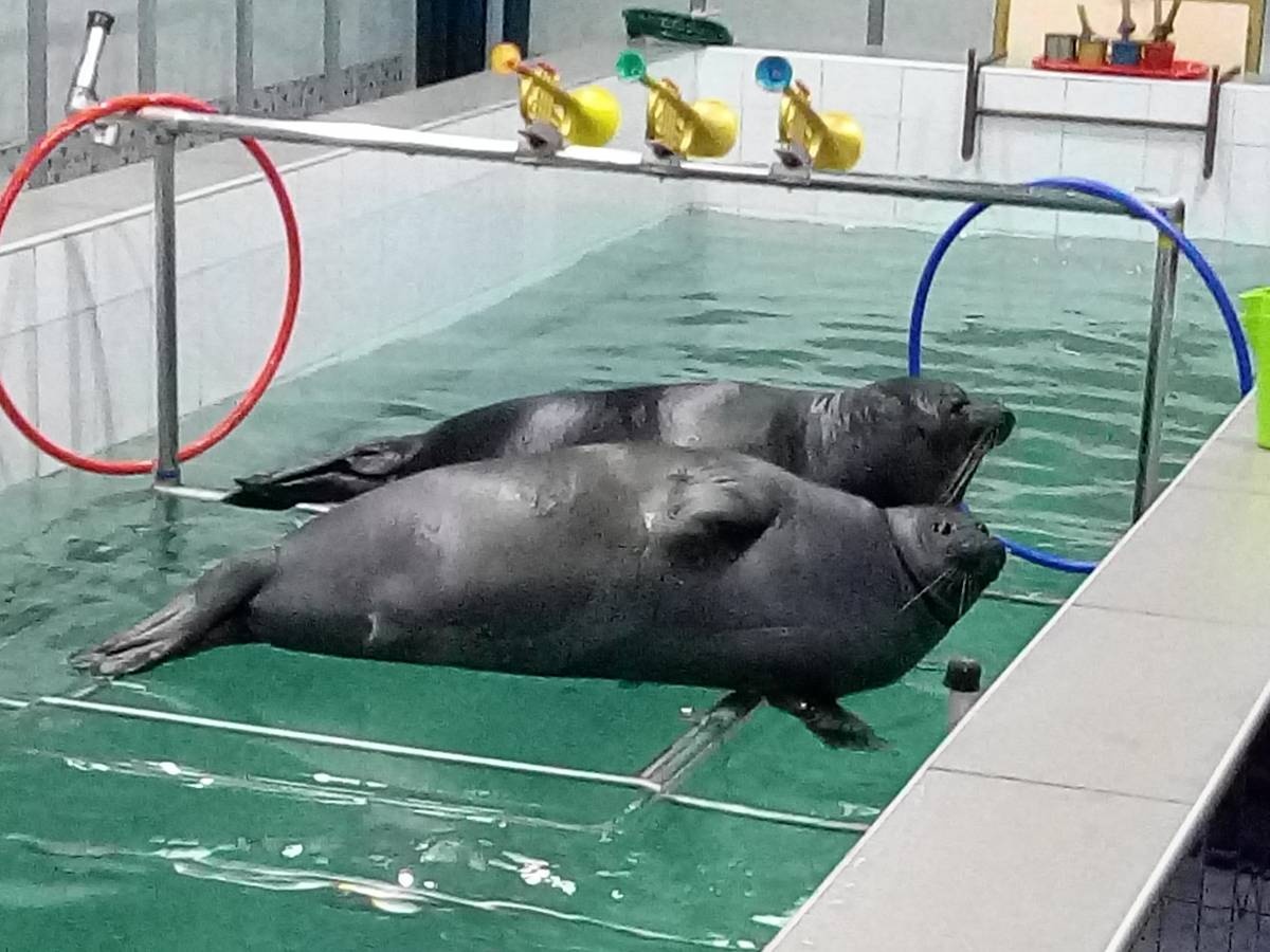 نيربيناري ايركوتسك