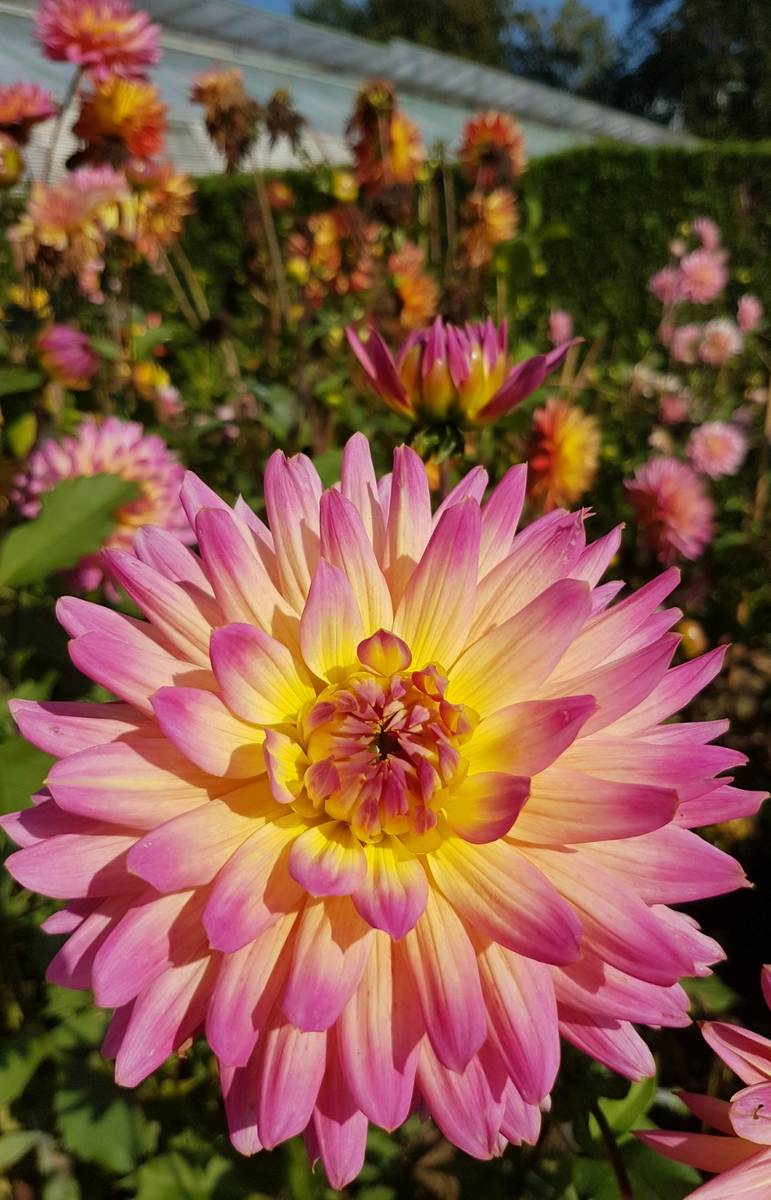 حديقة جامعه زالتسبورغ النباتية