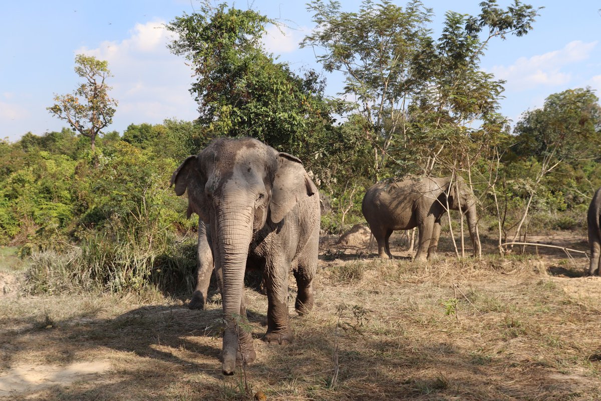 Kulen Elephant Forest A picture of Kulen Elephant Forest