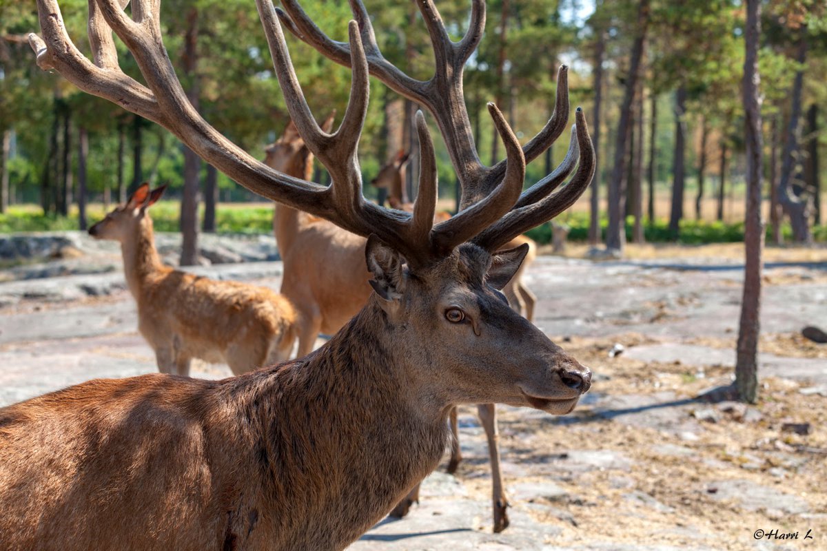 A picture of Viltsafari Käringsund