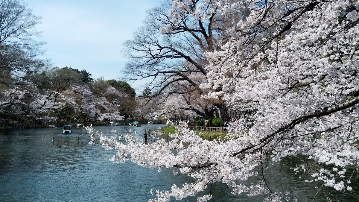 A picture of Inokashira Park