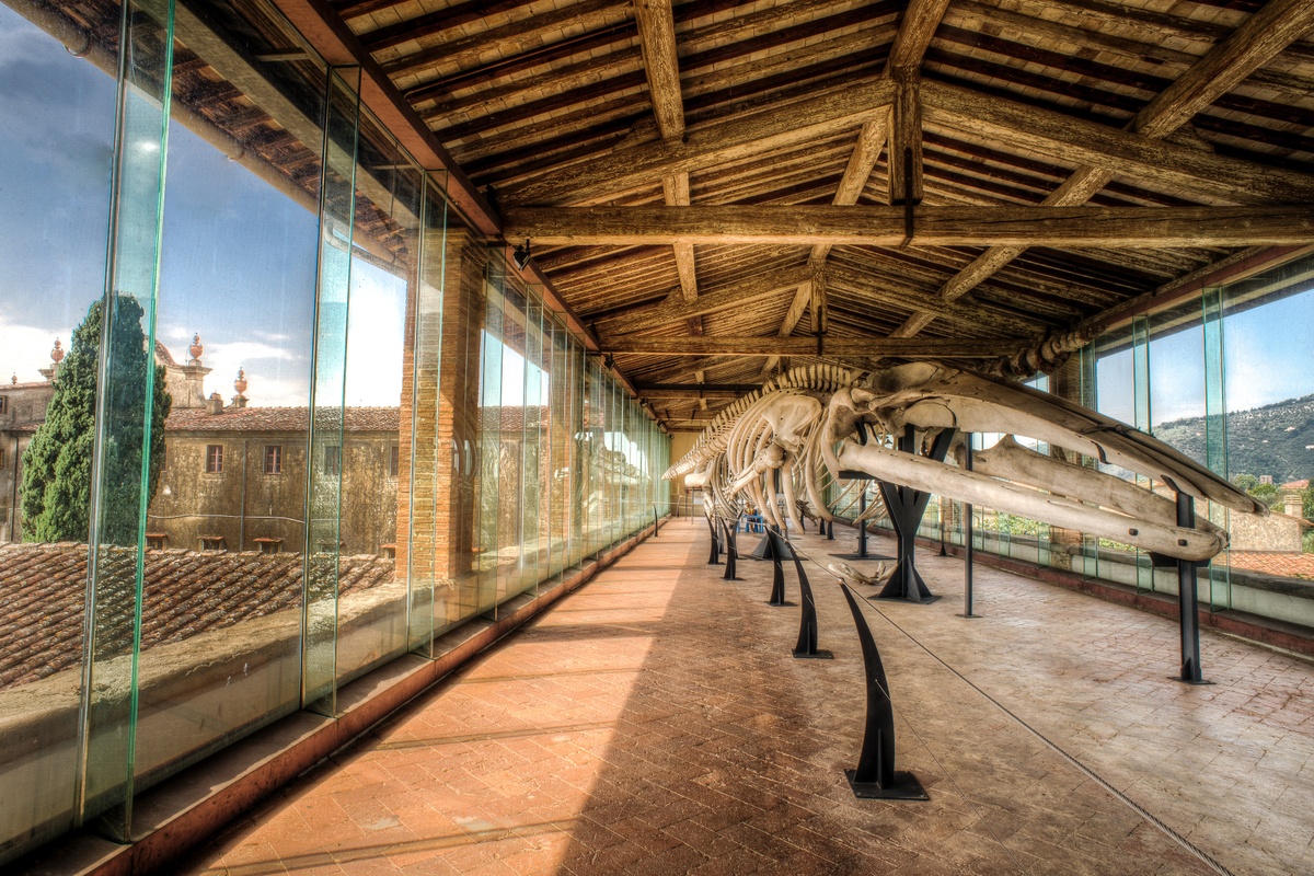 متحف التاريخ الطبيعي بجامعة بيزا