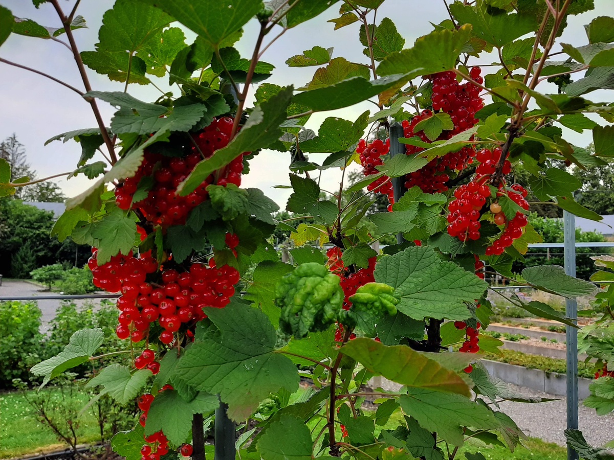 حديقة الفاكهة الصغيرة