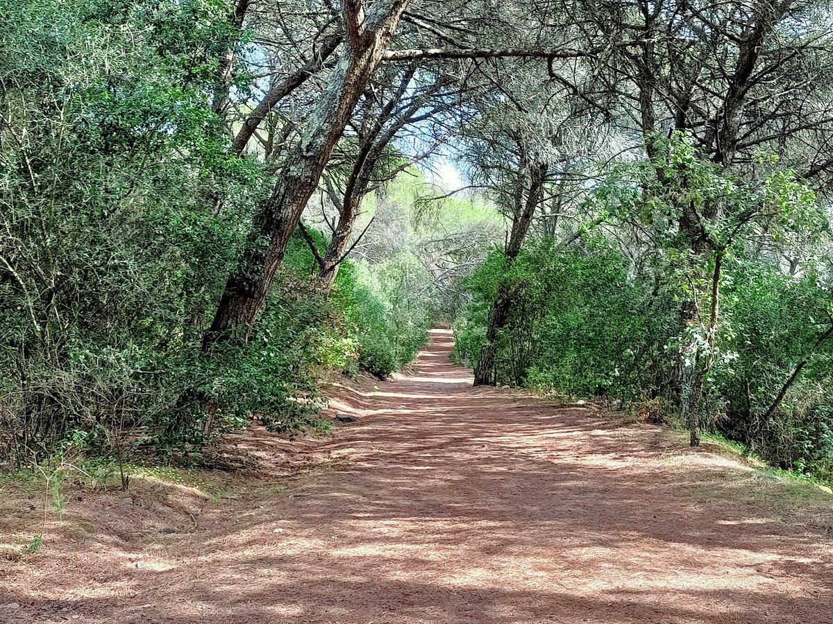 متنزه غابة مونسانتو