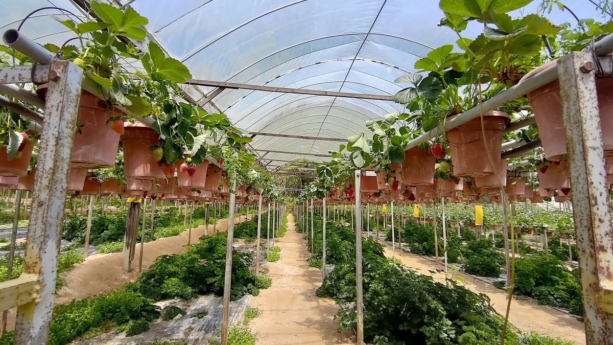A picture of Big Red Strawberry Farm