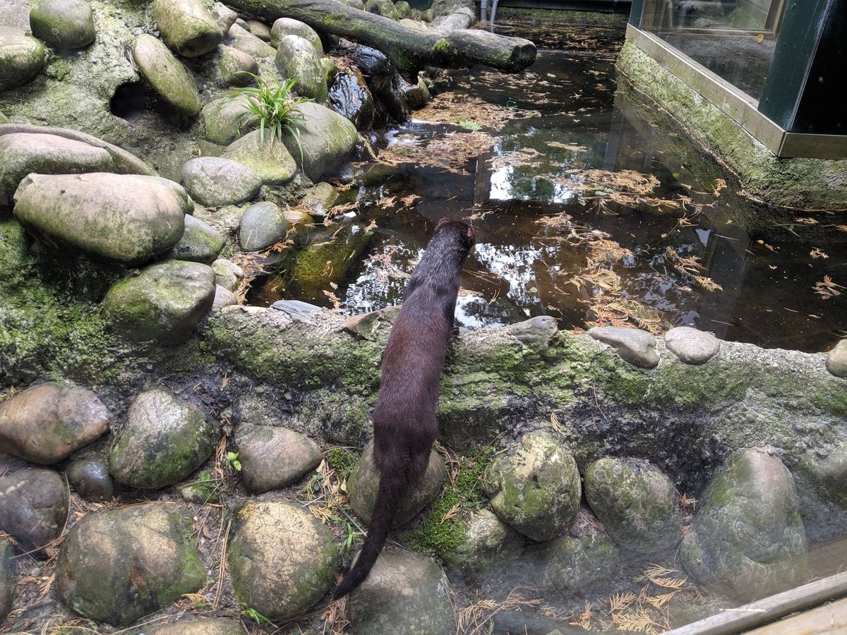 A picture of Artis Class Haarlem