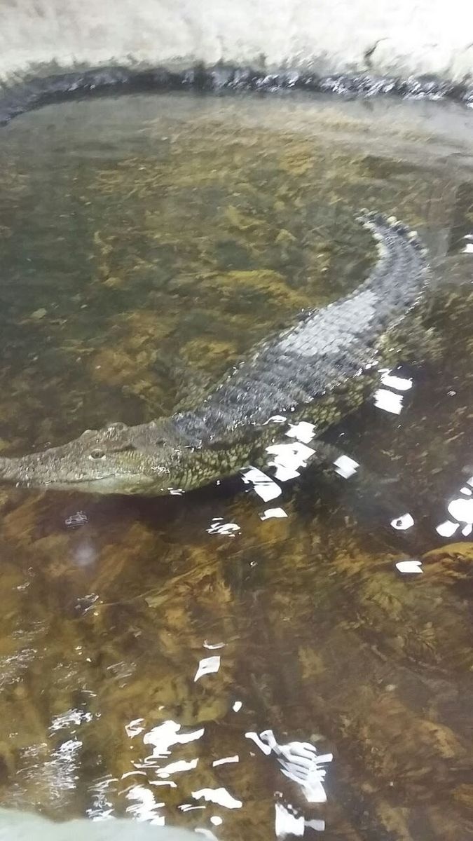 أكواريوم عجائب