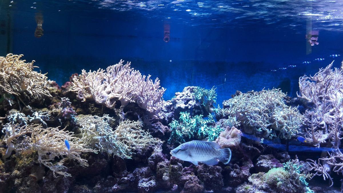 سي اكواريوم اوشيناريوم