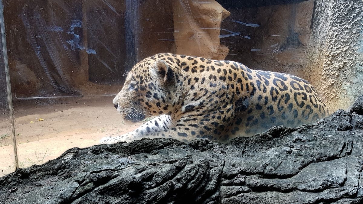 حديقة حيوانات ونباتات سلفادور