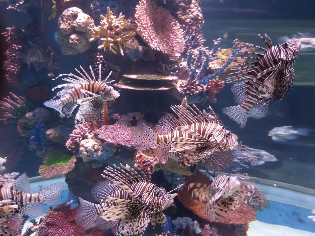 A picture of Aquarium