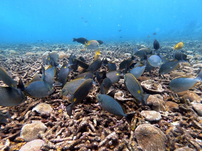 ديسكفري دايف سنتر