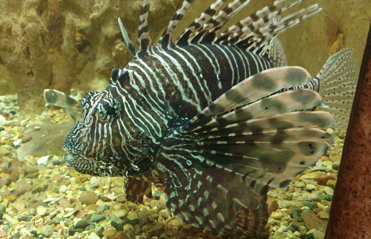 A picture of Red Sea Aquarium