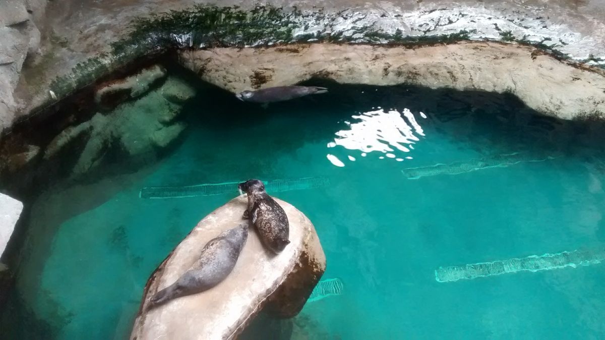 حوض ساو باولو المائي