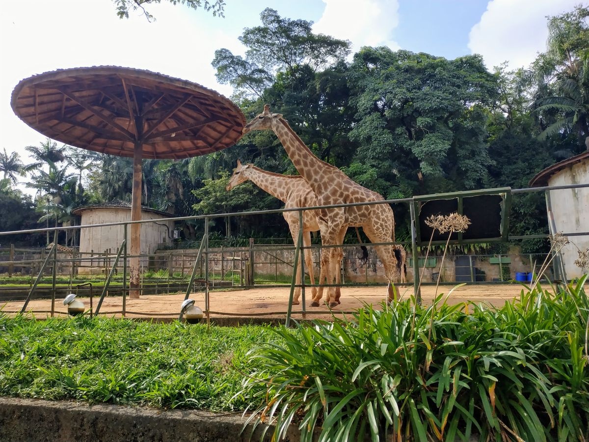 حديقة حيوانات ساو باولو