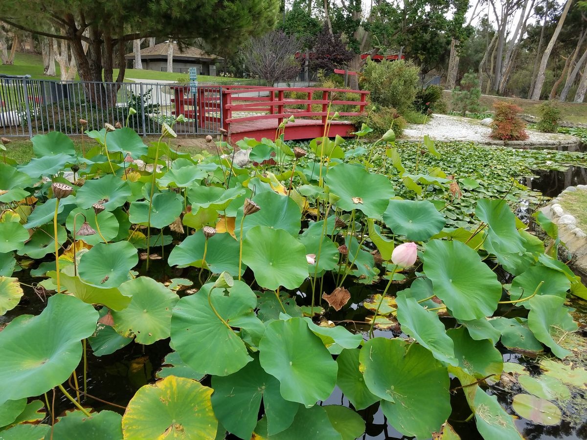 A picture of Kenneth Hahn State Recreation Area