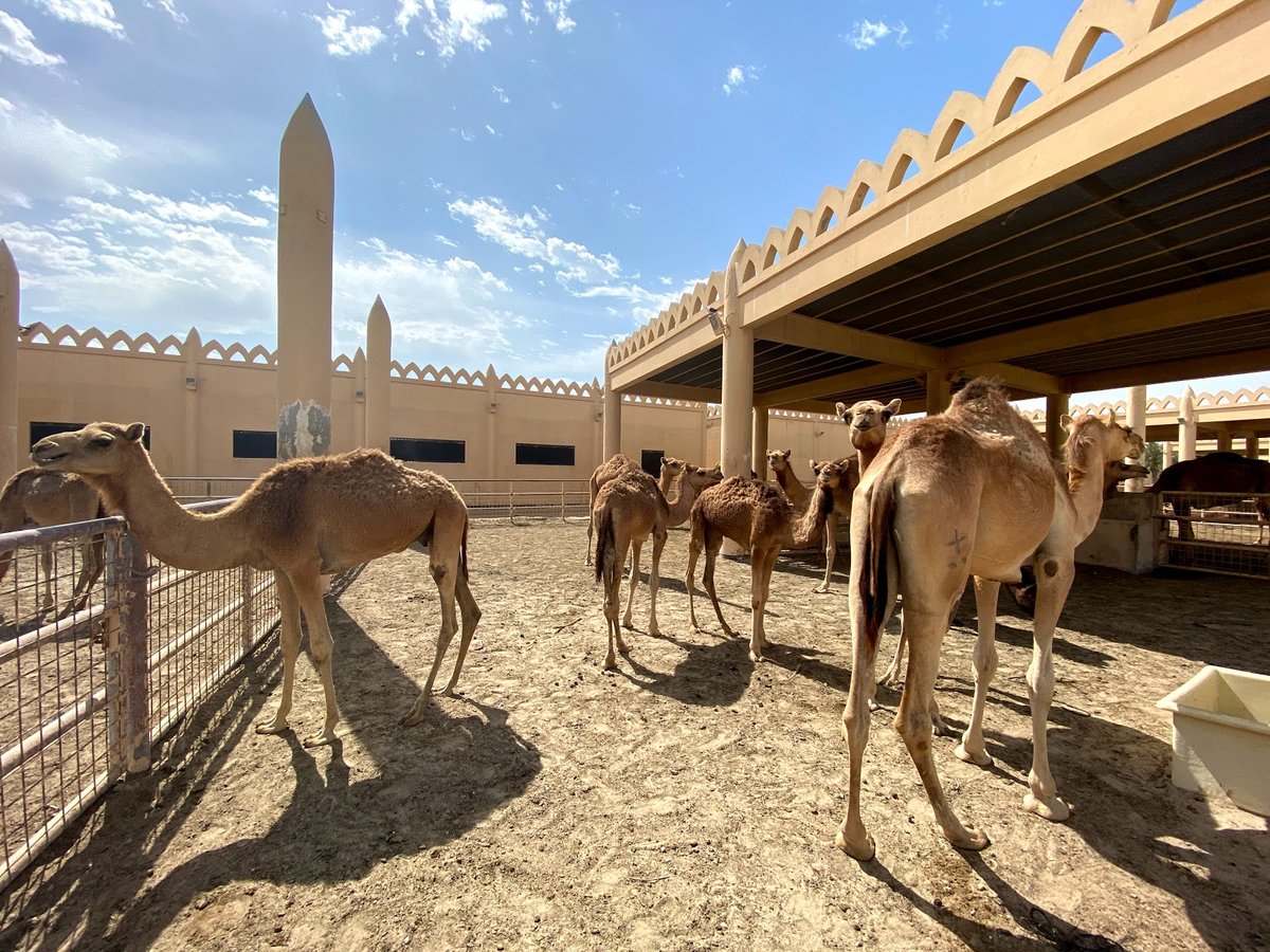 A picture of Royal Camel Farm