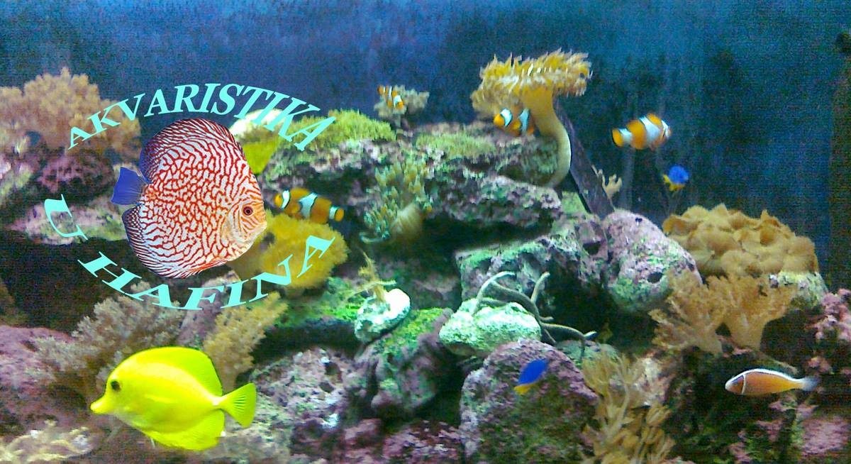 ما هي أفضل  5 احواض مائية في التشيك ؟