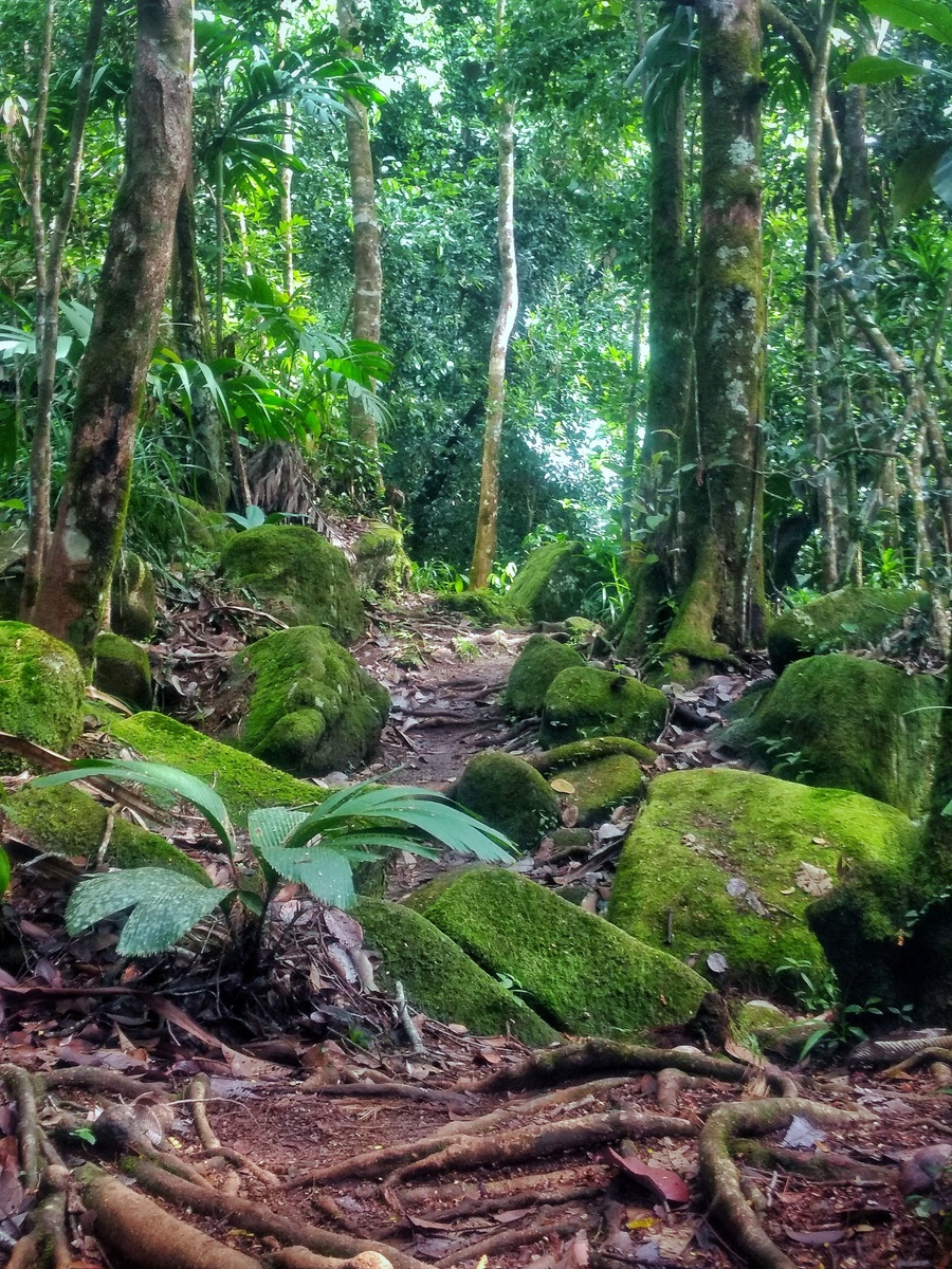 مورني بلانك