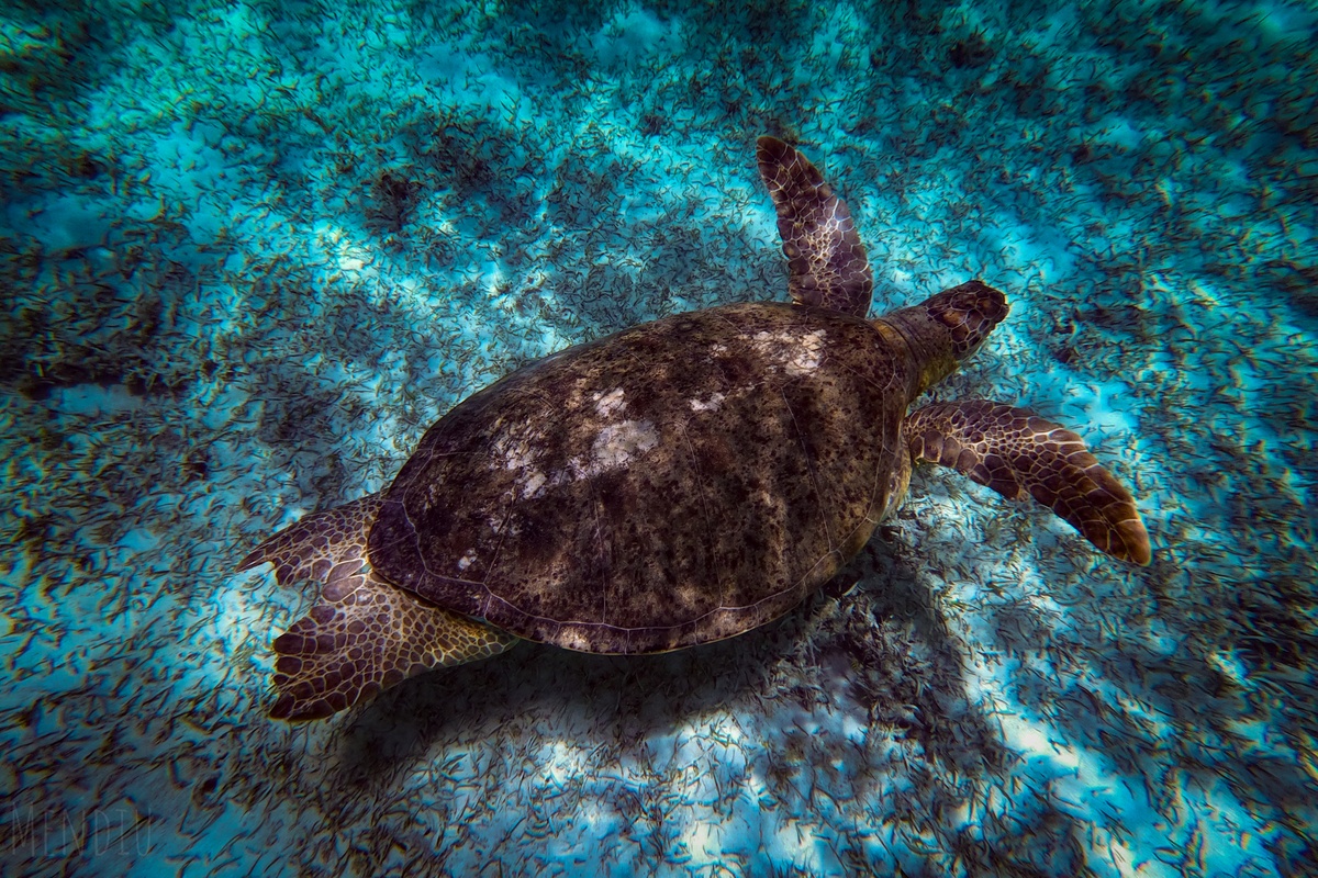 مغامرات ميكستريمو