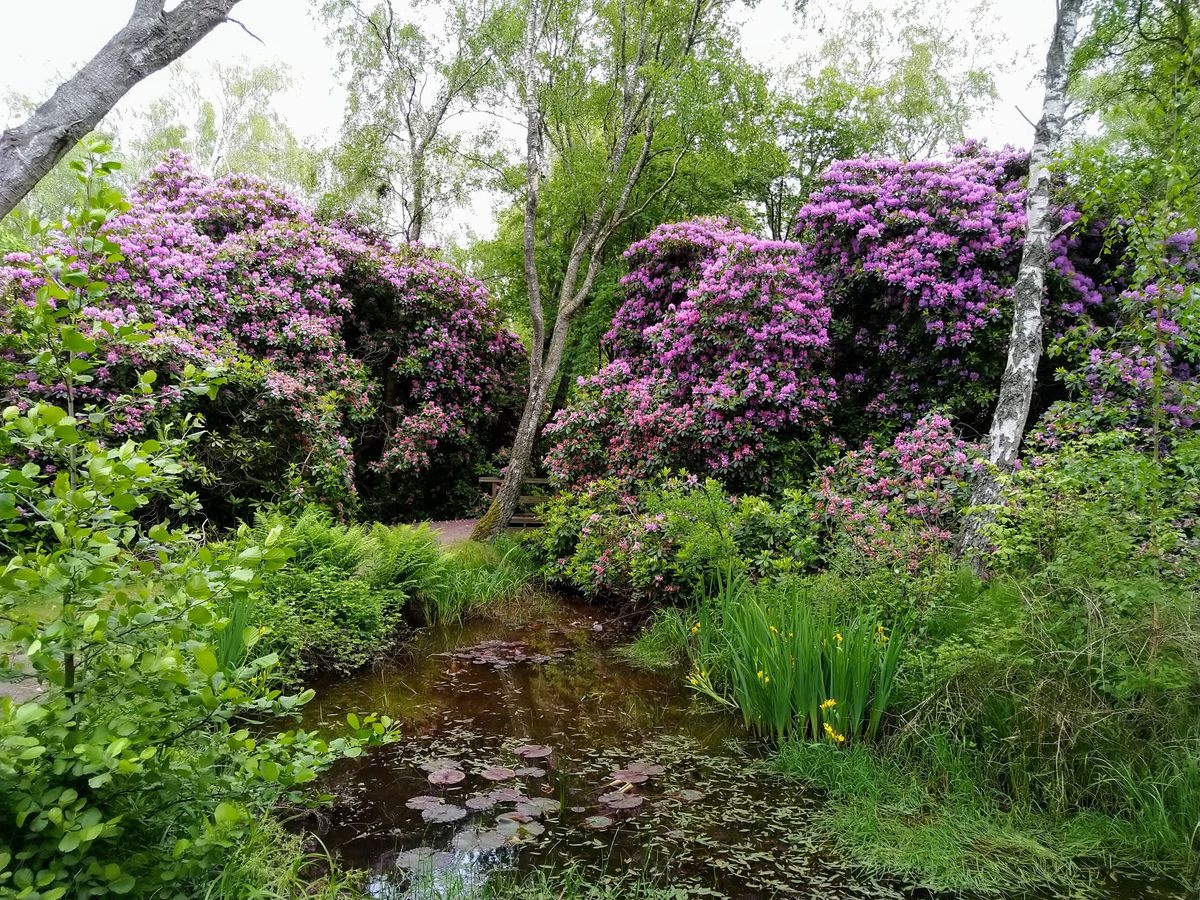 منتزه رودودندرون