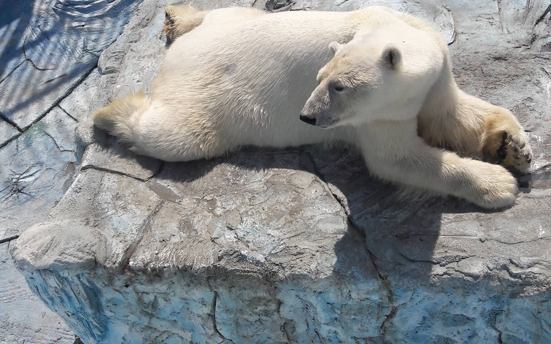 حديقة حيوان يكاترينبرغ