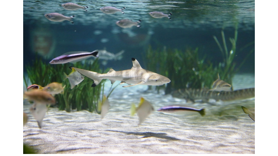 الحياة البحرية حوض السمك
