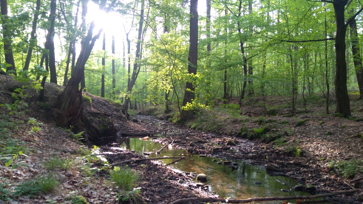 متنزه لاجيونيكي