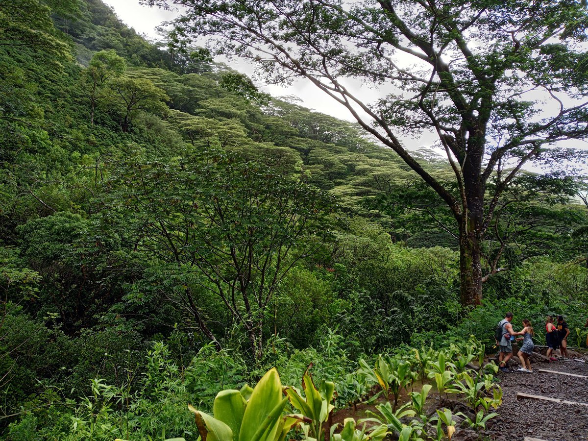 A picture of Mānoa Falls Trail