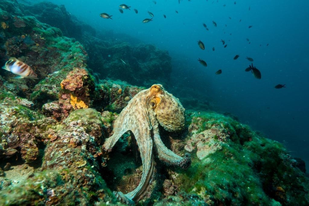 مركز غطس اوركا