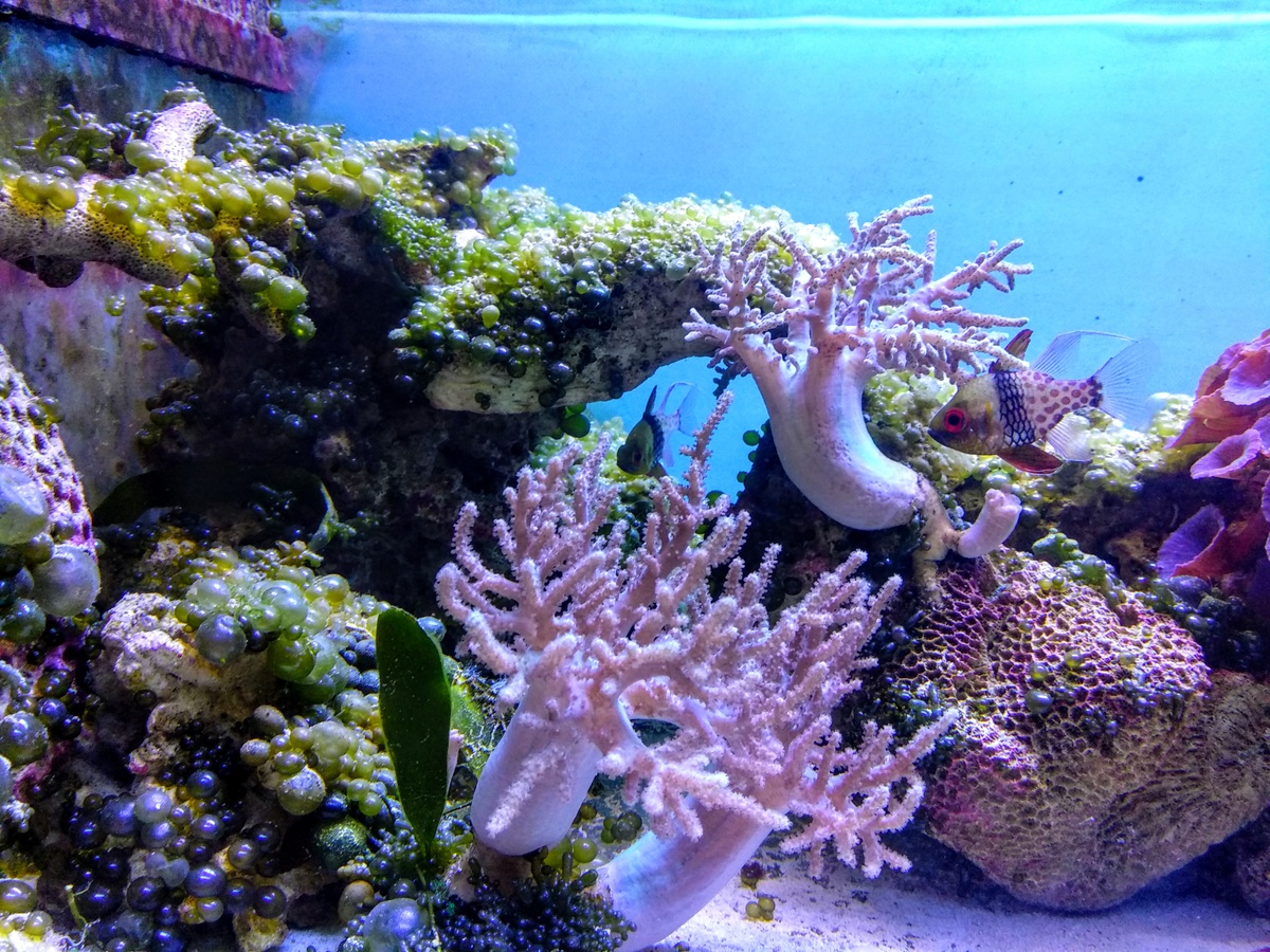 عالم البحار