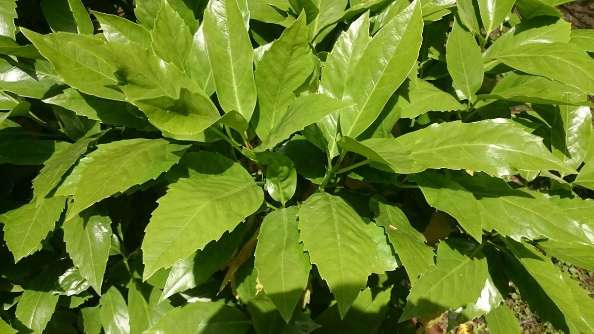 حديقة ديوزيجي صموئيل النباتية