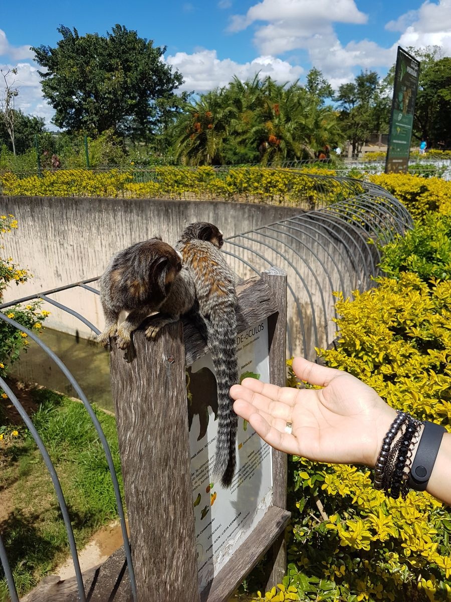 حديقة حيوانات برازيليا